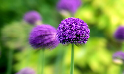Bloom blooming blossom