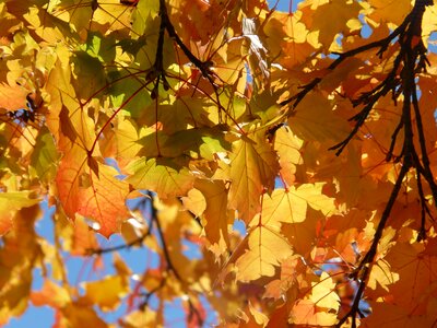Yellow maple fall leaves photo