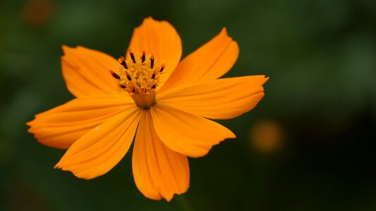 Yellow beautiful cute