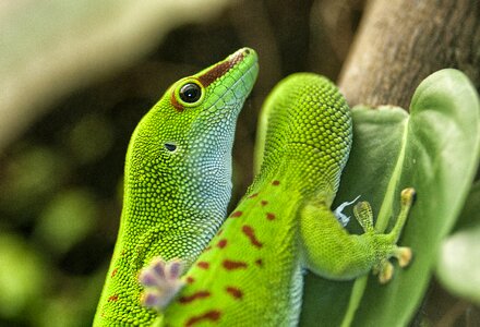 Phelsuma madagascar day gecko photo