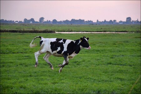 Cow farm mammal