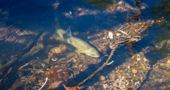 Gila trout-4 photo