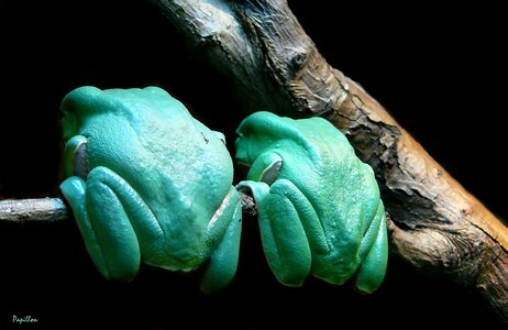 Amphibian green creature