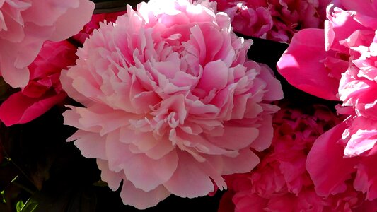 Bloom plant garden