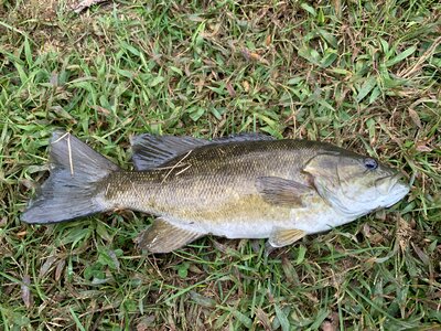 Smallmouth Bass photo