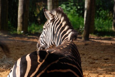 Striped wildlife zoo photo
