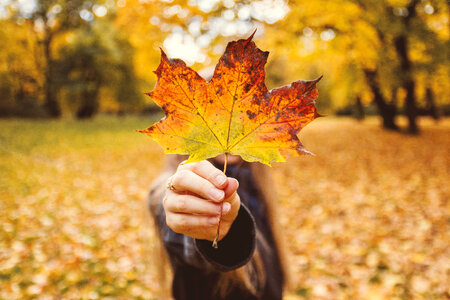 Girl in her hand holding a leaf in autumn photo