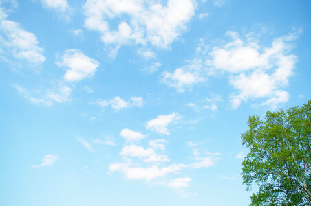 Sky and tree
