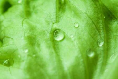 Green Leaf Morning Dew photo