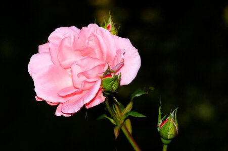 Rose bloom pink beauty photo