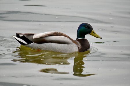 Colorful mallard water