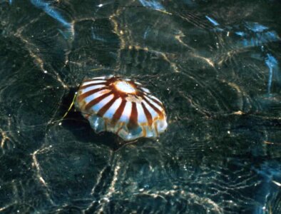 Animal jellyfish life photo