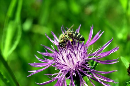 Animal arthropod beautiful flowers
