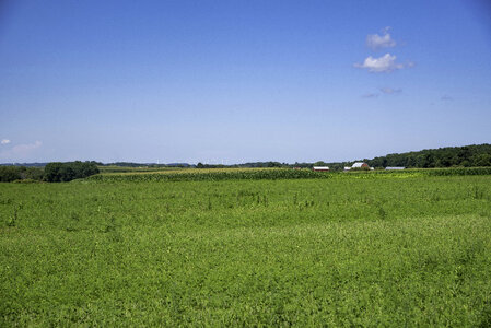 Marsh landscape with weeds and grasses and a farm