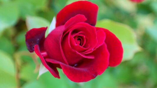 Red rose rose bloom fragrance