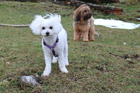 Small dog winter white
