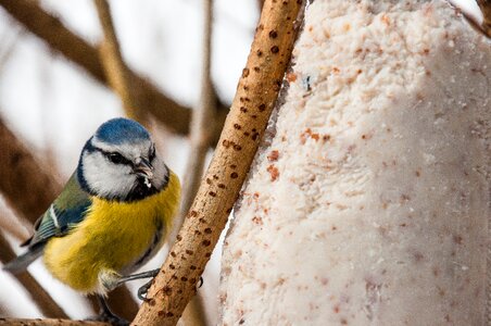 Bird seed small bird claws out photo