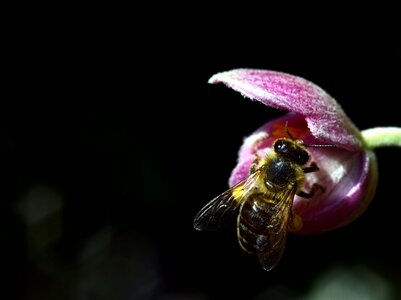 Animal arthropod beautiful flowers