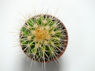 Echinocactus spur prickly photo