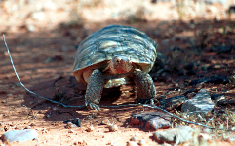 Desert Tortoise-3