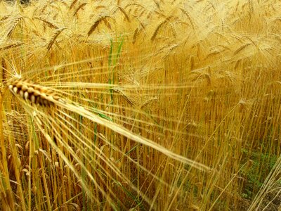 Wheat epi field