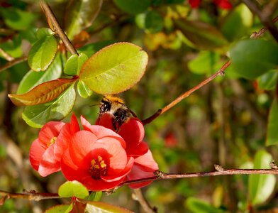 Flower hummel insect