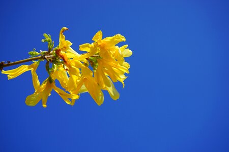 Blossom bloom bush