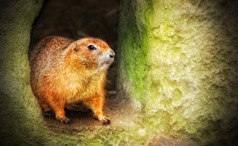 Animals mammals mammal