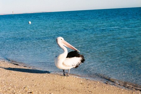 Bird pelican 