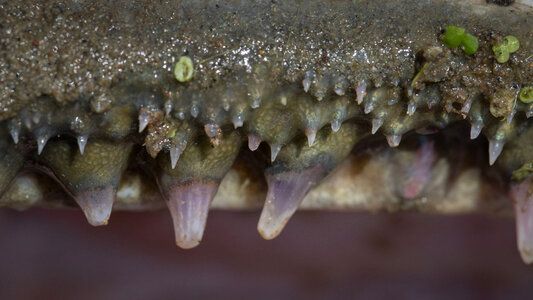 Alligator gar photo