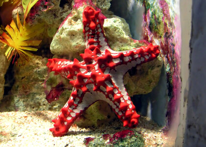 Red-knobbed starfish, a member of Valvatida photo