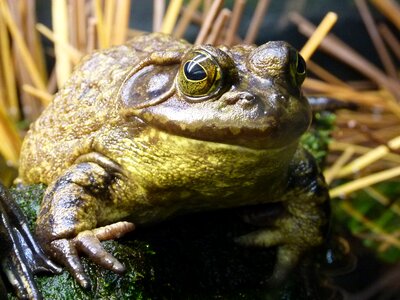 Animal creature frog pond