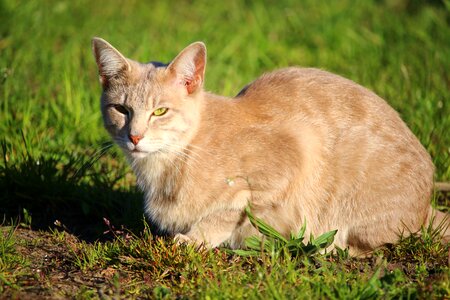 Animal cat claw