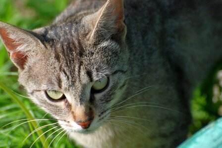 Adorable animal cat