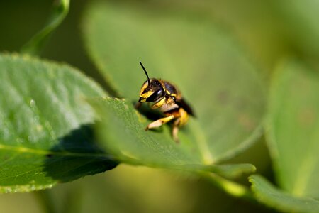 Animal wing wildlife photo