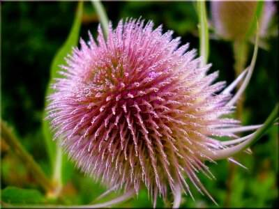 Nature summer prickly