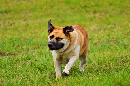 Animal pet cute