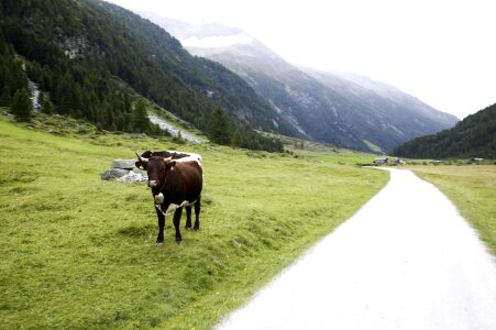 Bovine road 