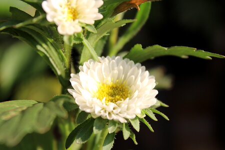 Beautifil White Flower