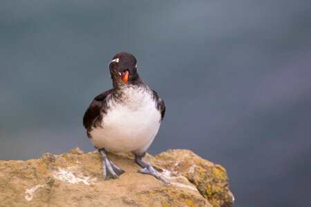 Parakeet auklet-4