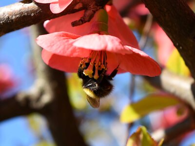 Bumblebee insect arthropod