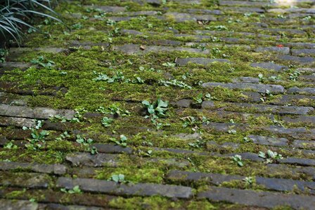 Ground moss brick