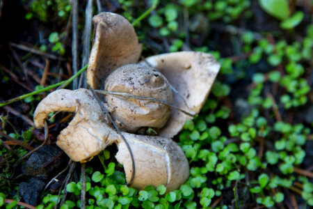 Geastrum photo