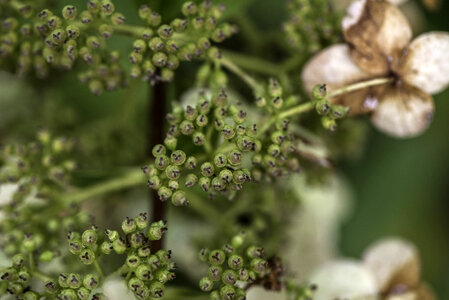 Small Seeds on a plant