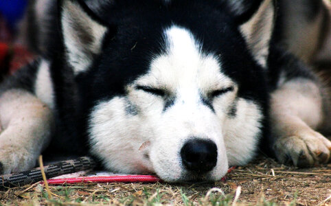 Siberian Husky Face Sleeping photo