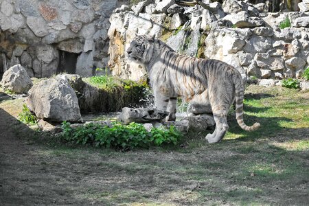 Tiger waterfall wilderness photo