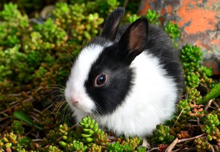Animal beautiful photo grass