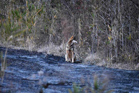 Red wolf on refuge