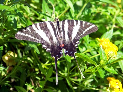 Flying insect sail swallowtail