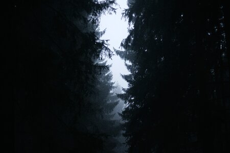 1 Black branches fog photo